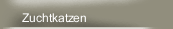 Zuchtkatzen