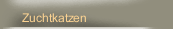 Zuchtkatzen