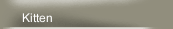 Kitten