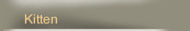 Kitten