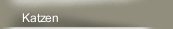 Katzen